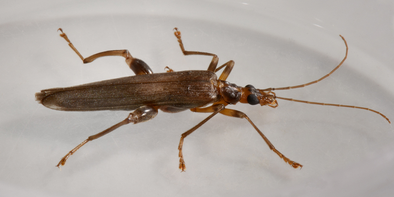 Oedemeridae:  Oncomera femoralis